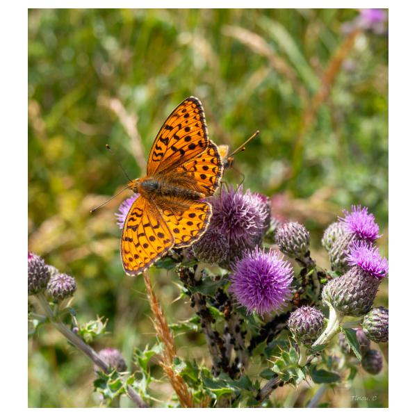 PHOTO84, CLUB, 84 , LUBERON